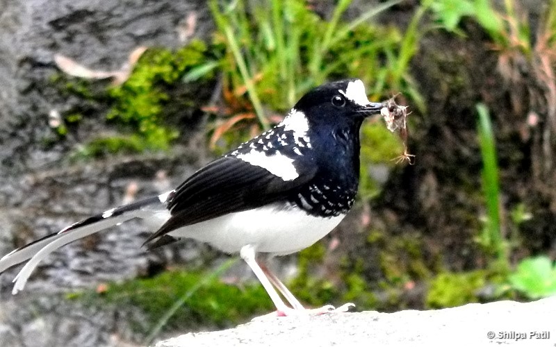 Spotted Forktail